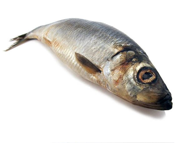Sardine Big/kg