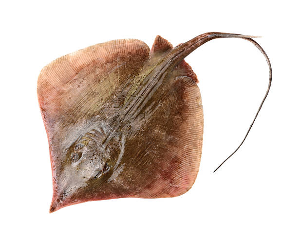 Thirandi(sting fish)/kg