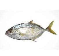 TT Para Fish/kg