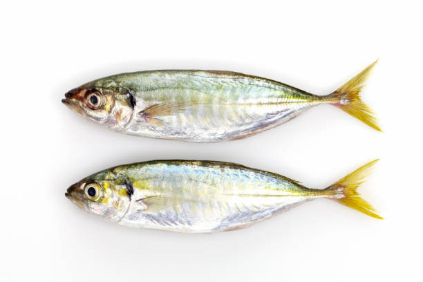 Shani Fish (yellow stripe)/kg