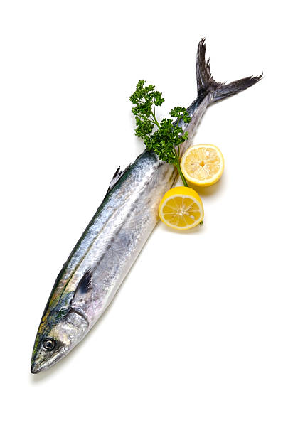 Barcuda Fish/kg