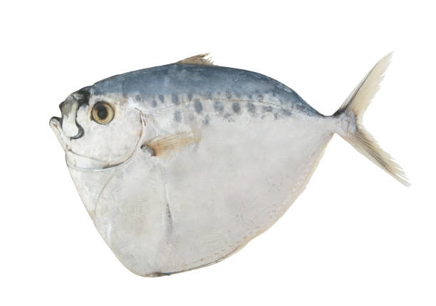 CD Mullan Fish/kg