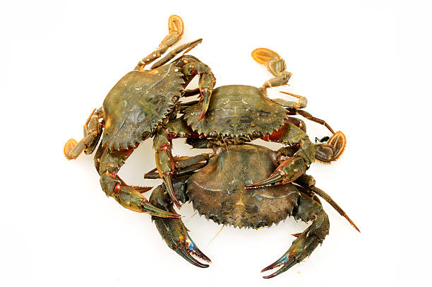 Crab/kg