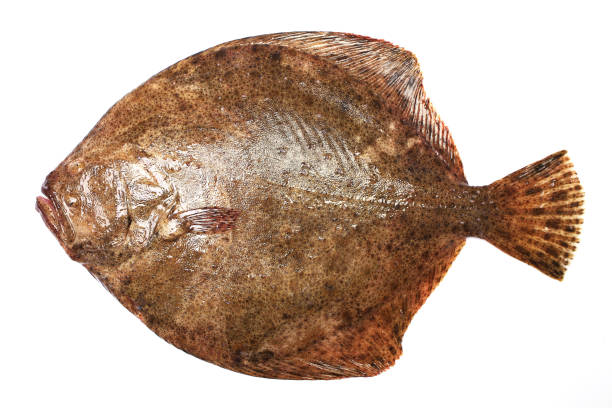 Flat Fish/kg