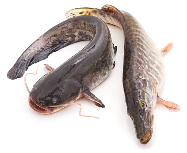 Cat Fish/kg