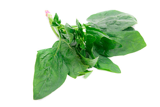 Spinach Green/Bunch