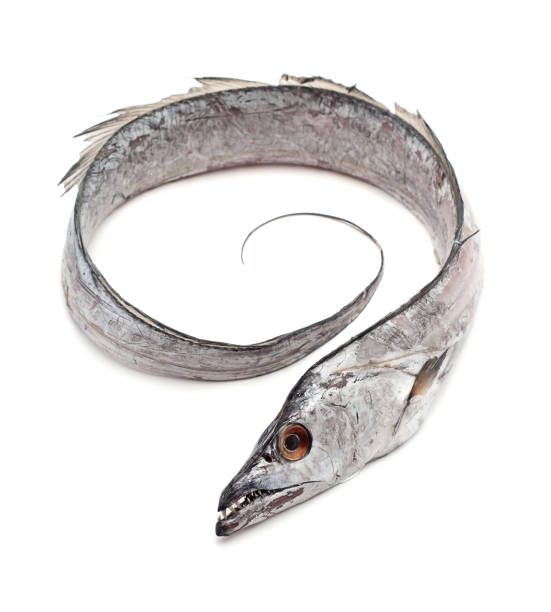 Belt Fish/kg