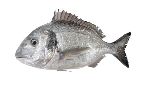 Bada Fish/kg