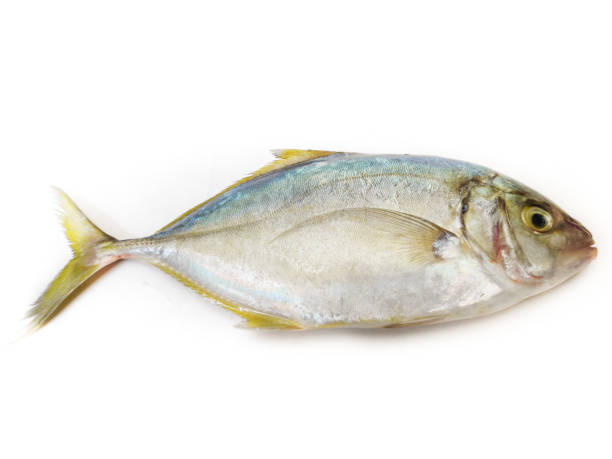 Jesh Para Fish/kg