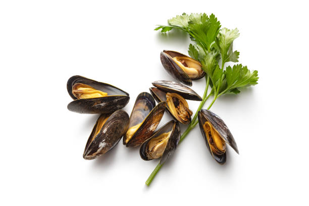 Shell Fish/kg