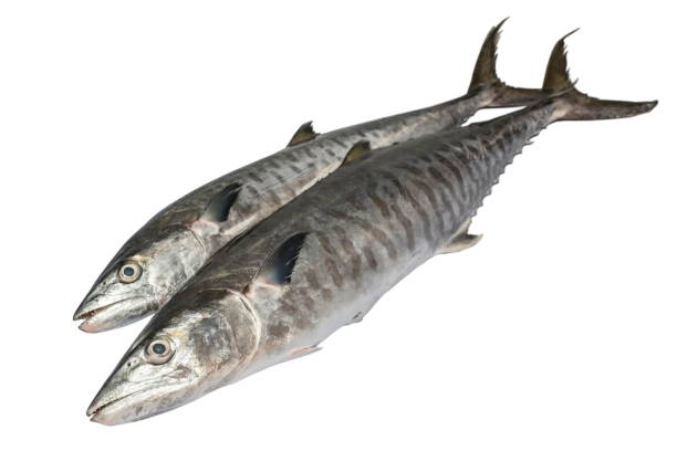 King Fish/kg