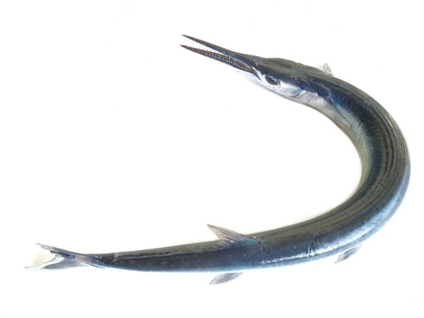 Kolan(gar fish)/kg