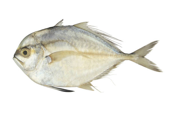 Mullan Big Fish/kg