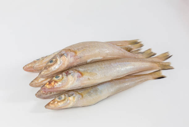 Nathal Big Fish/kg