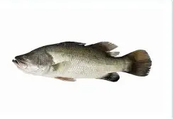 Kalanji/kg